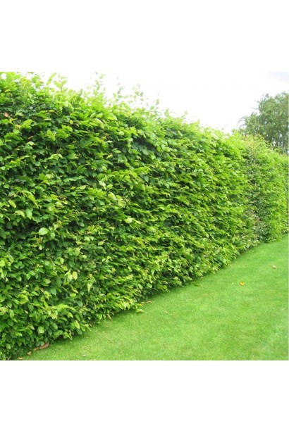 Граб звичайний (хлист)